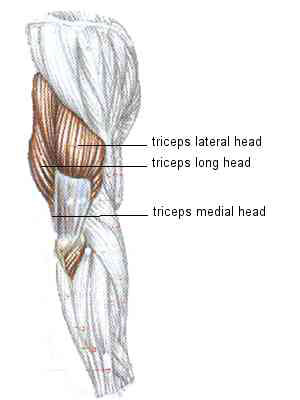 tricep3